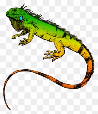 Free PNG Iguana Clip Art Download.