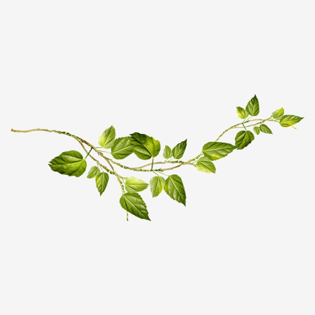 Creative Green Vines, Leaves, Green, Environmental Protection PNG.