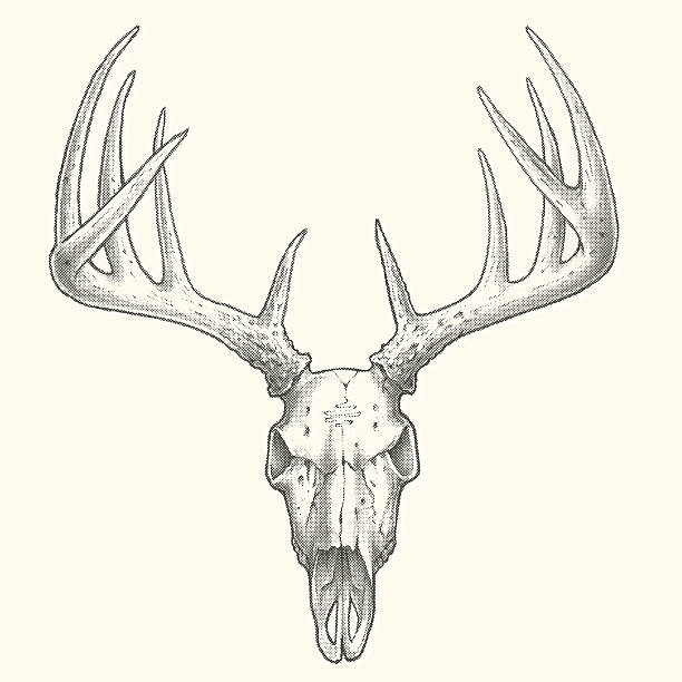 Best Deer Skull Illustrations, Royalty.