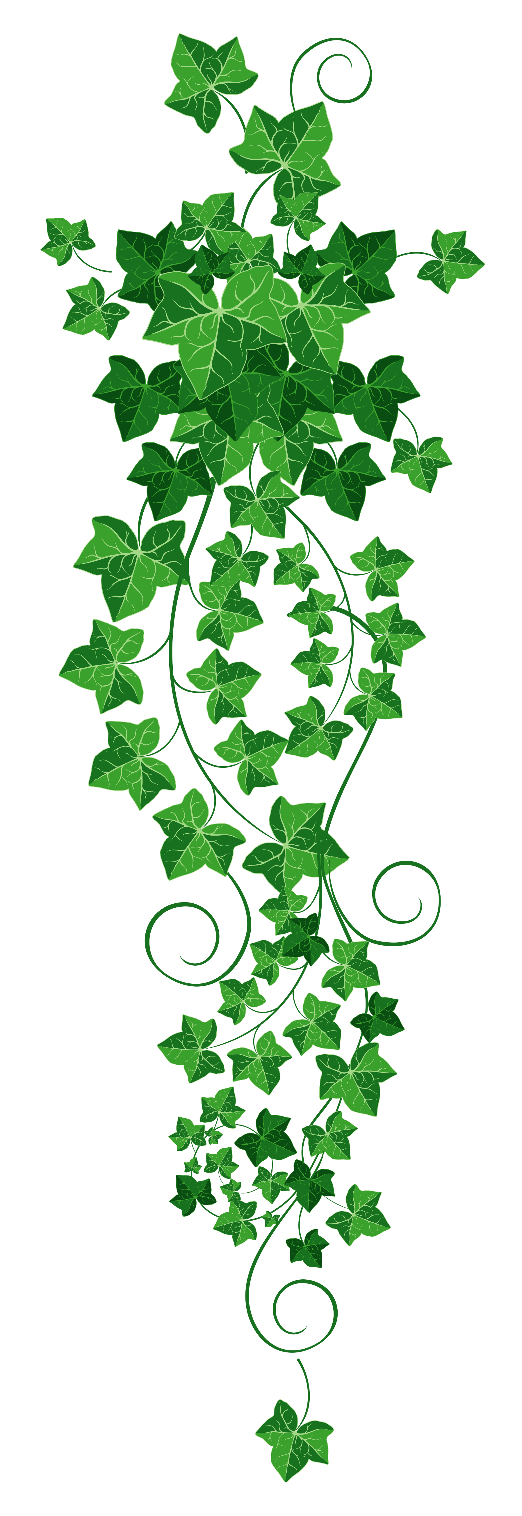 1026 Ivy free clipart.