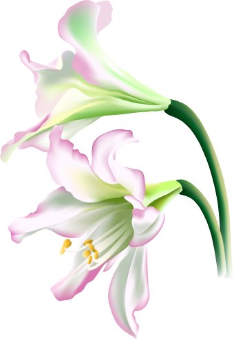 Free lily clipart public domain flower clip art images and.