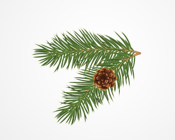 Pine tree clip art pine cones illustration free stock.