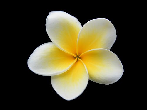 Plumeria Free Images At Clker Com Vector Clip Art Online Royalty.