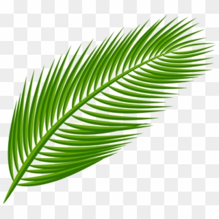 Free Palm Leaf PNG Images.