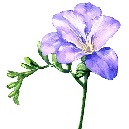 Delicate lilac freesia flower blossom, isolated on white.