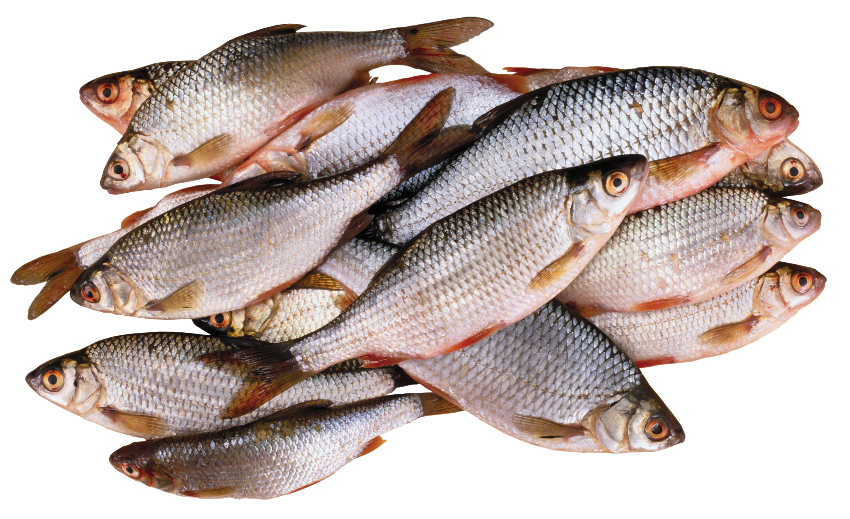 Fish PNG image, free download.