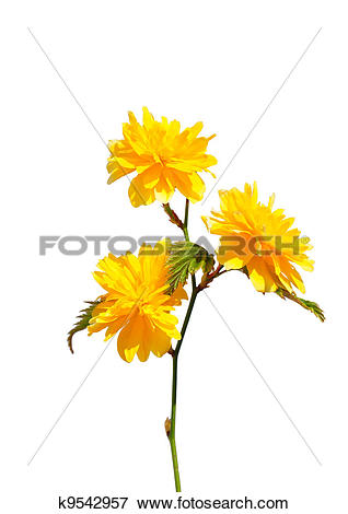 Picture of Kerria (Kerria japonica) k9542957.