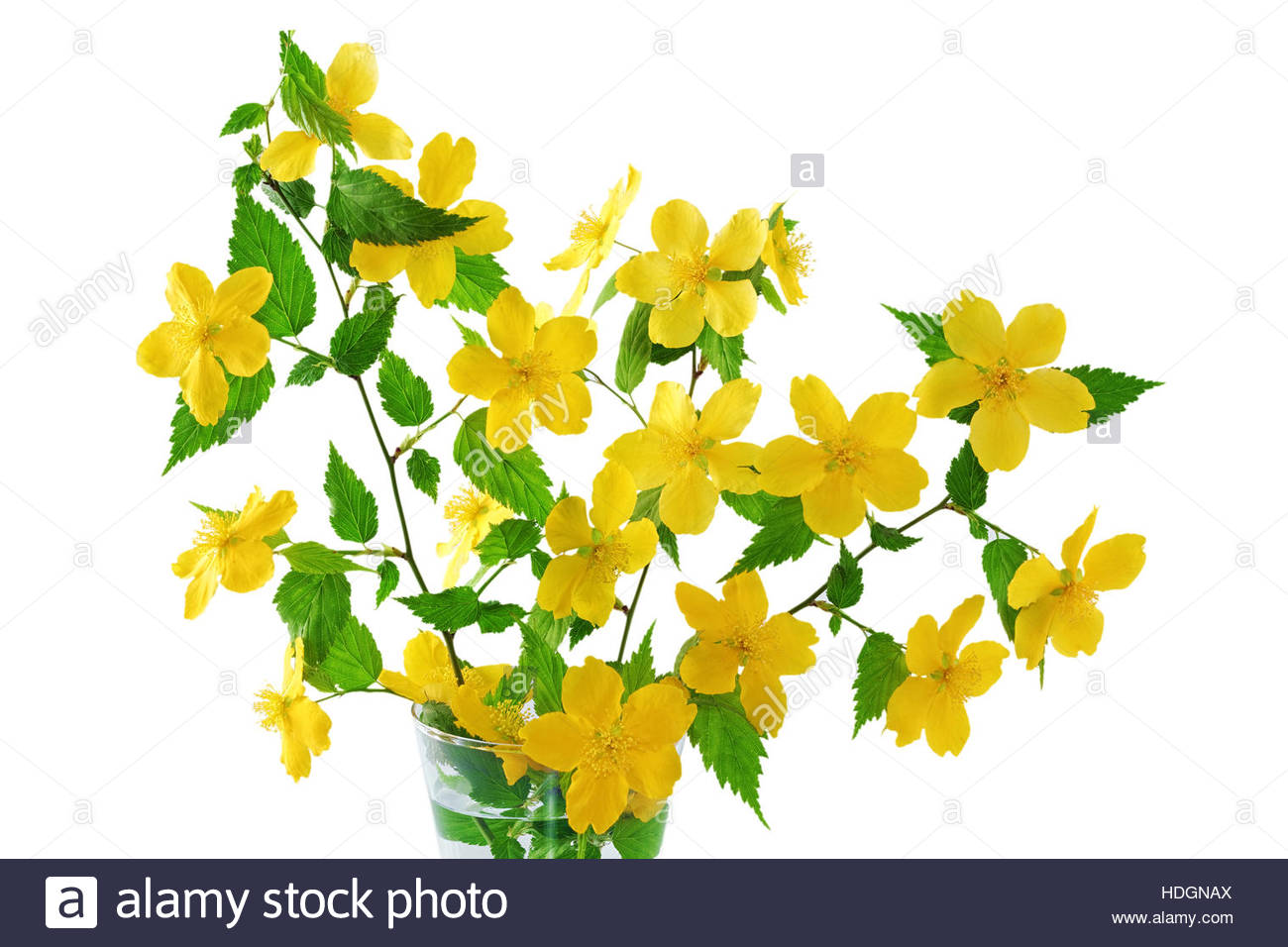 Bouquet Kerria Japonica Yellow Wildflowers In Vase Isolated On.