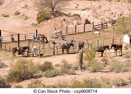 Stock Foto van paarde, kraal.