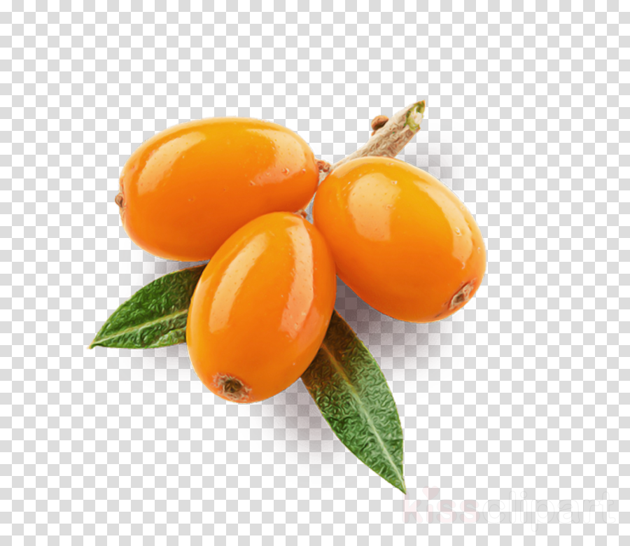 fruit food plant hippophae kumquat clipart.