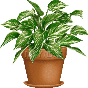 House plants clipart.