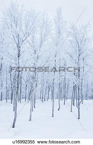 Stock Image of Snow and hoar frost.