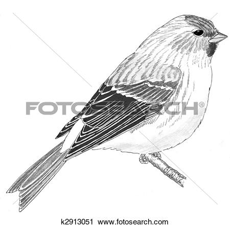 Clipart of Hoary Redpoll k2913051.