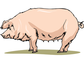 Hog clip art.