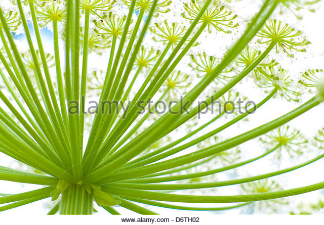 Hogweed Plant Stock Photos & Hogweed Plant Stock Images.