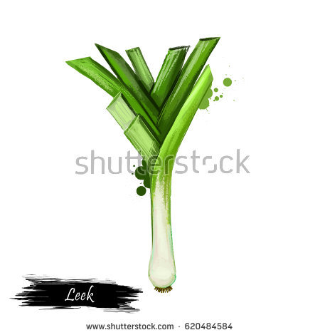 Allium Isolated Stock Illustrations, Images & Vectors.