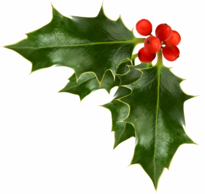 holly branch png at sccpre.cat.