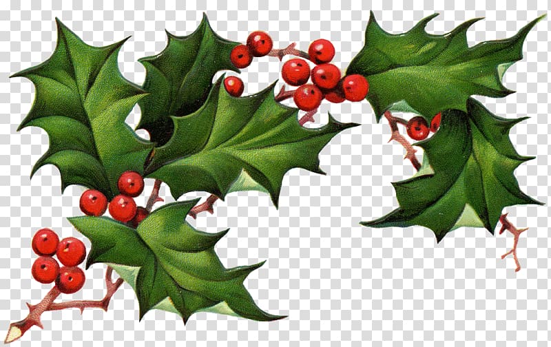 Holly transparent background PNG cliparts free download.