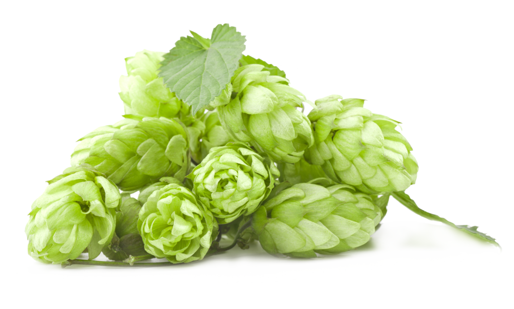 Green,Leaf,Plant,Flower,Humulus lupulus,Hops,Flowering plant.