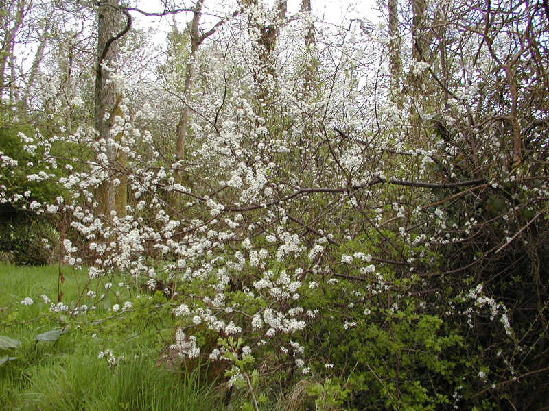 Blackthorn tree data.