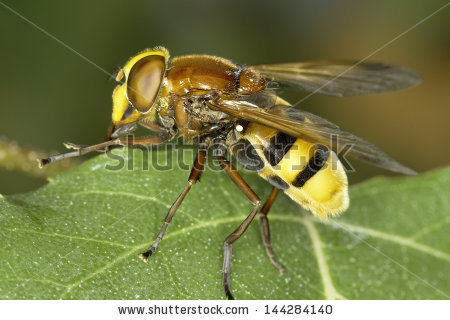 striped Insect Eyes" Stock Photos, Royalty.