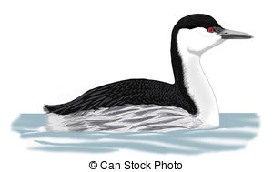 Grebe Illustrations and Clipart. 118 Grebe royalty free.