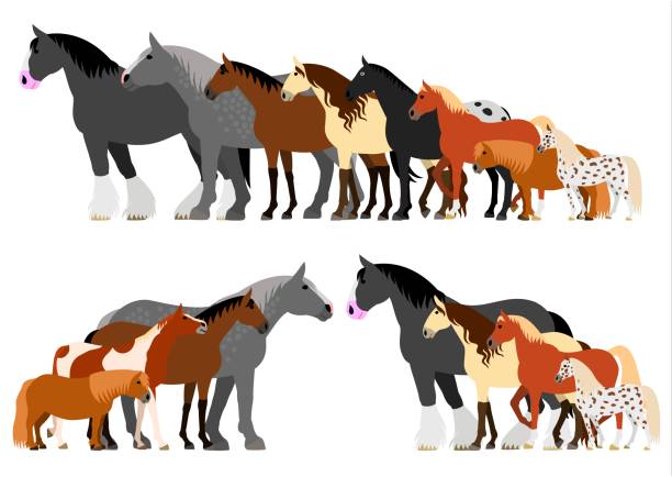 Miniature Horse Illustrations, Royalty.