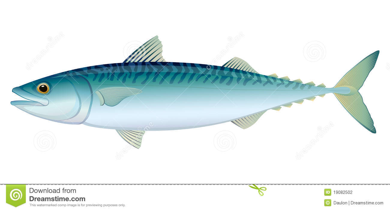 Atlantic Mackerel Stock Illustrations.