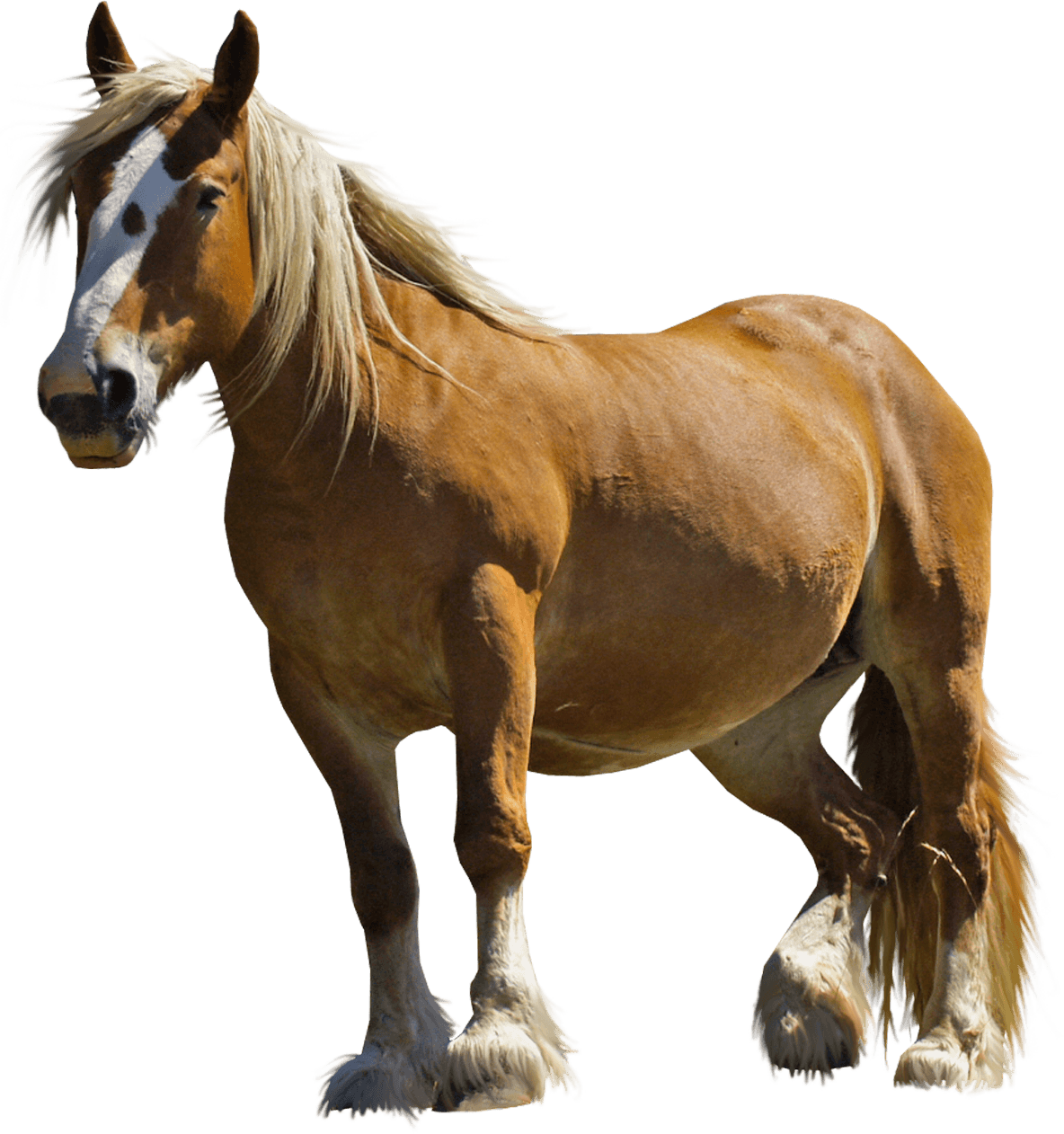 Farm Horse transparent PNG.