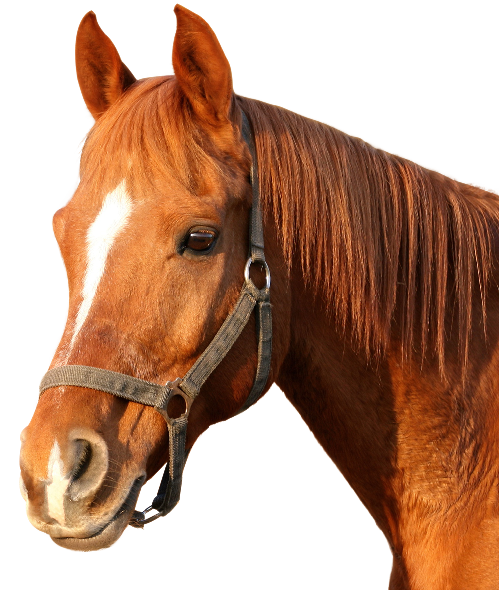 Horse PNG image.