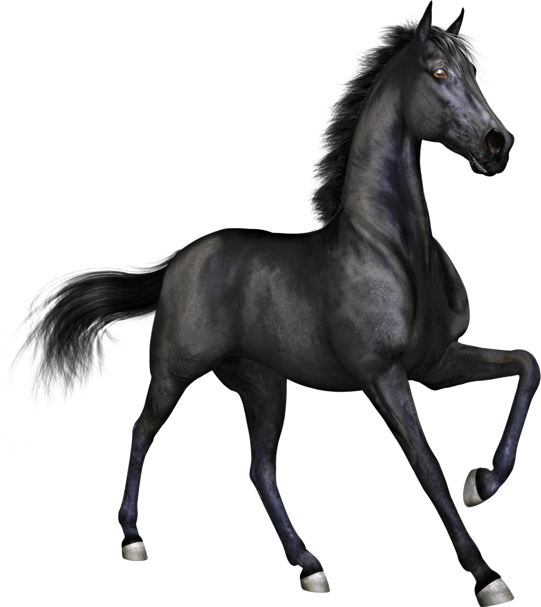 Black Race Horse transparent PNG.