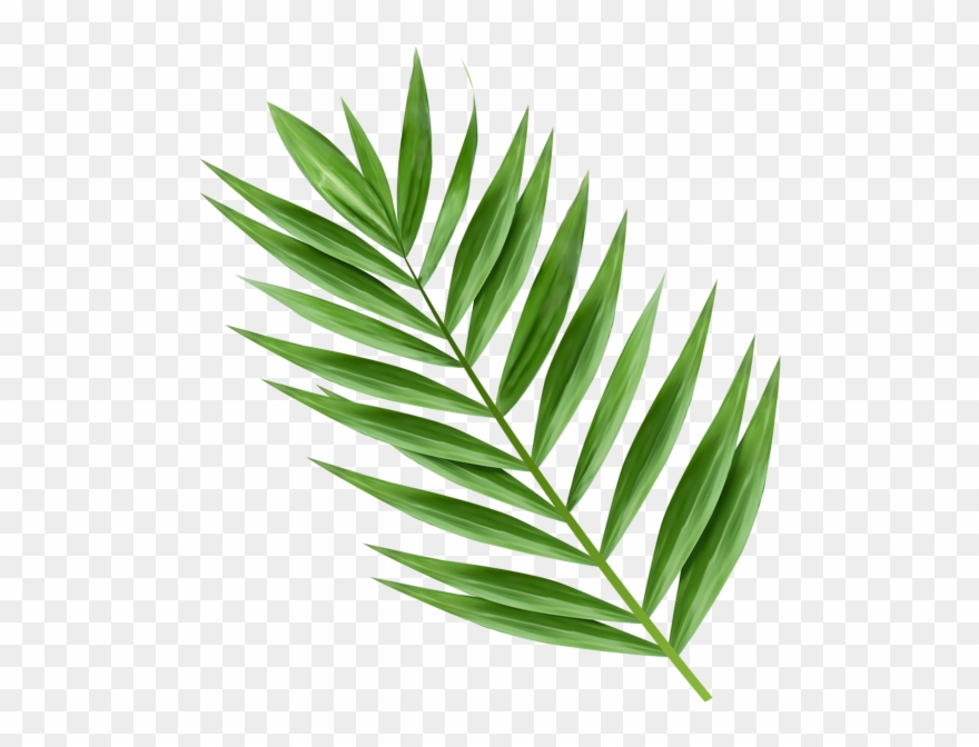 Hosanna Palm Branch Images.