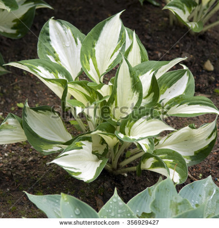 Hosta Lizenzfreie Bilder und Vektorgrafiken kaufen, Bilddatenbank.