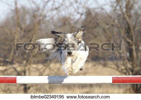 Stock Image of "Mongrel jumping over a barrier, Doeberitzer Heide.