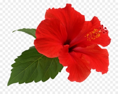 hawaiian flowers png.