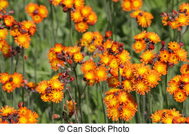 Stock Images of Orange Hawkweed.