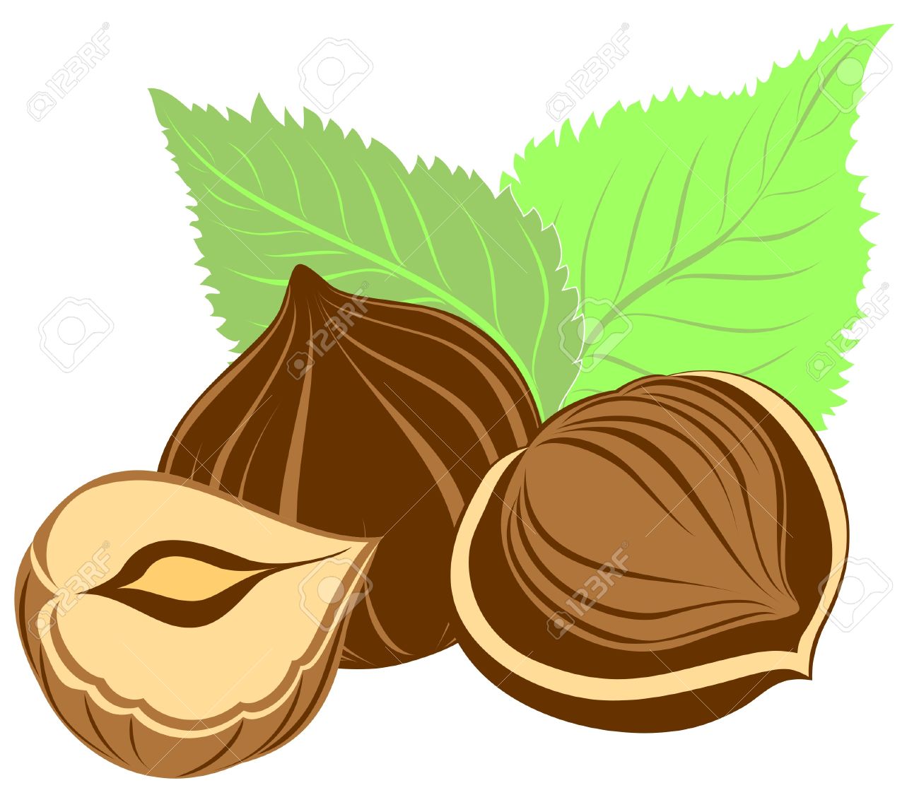 Hazelnuts With Leaves Royalty Free Cliparts, Vectors, And Stock.