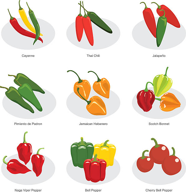 Best Habanero Illustrations, Royalty.