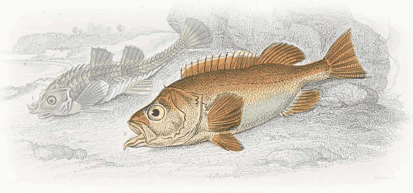 Haddock Clip Art Download.