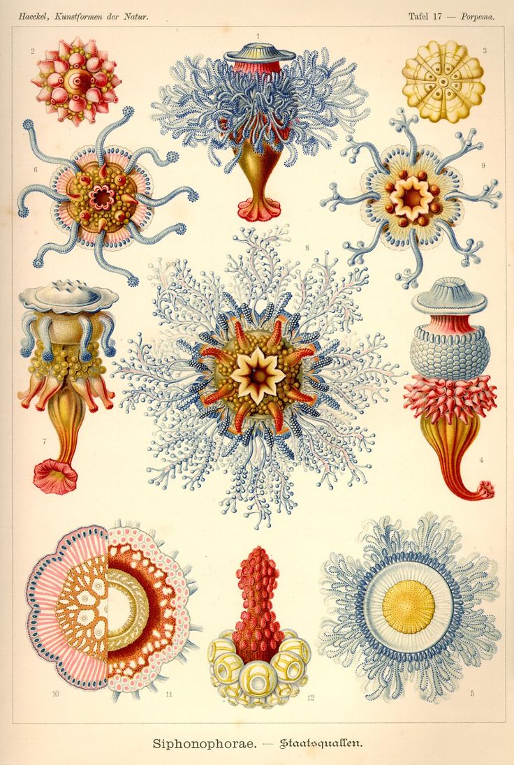 169 best ideas about The Work of ERNST HAECKEL 1834.