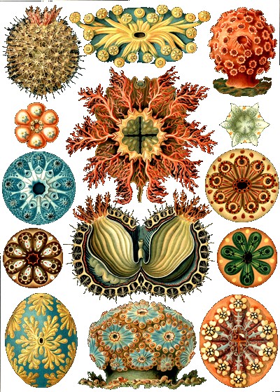 haeckel prints.