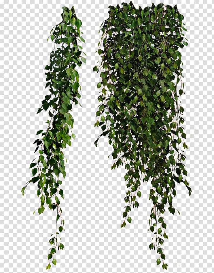 Green plants illustration, Plant Leaves Common ivy , hanging.