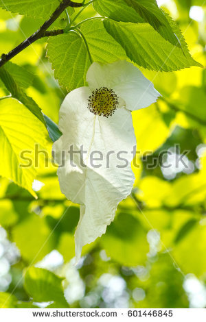 Pocket Handkerchief Stock Images, Royalty.