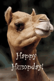 Happy Hump Day GIFs.