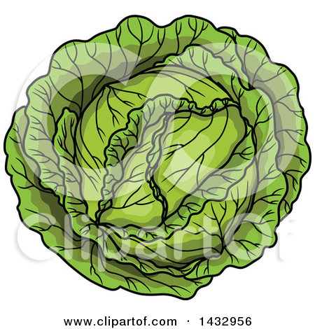 Clipart of a Head of Green Cabbage.