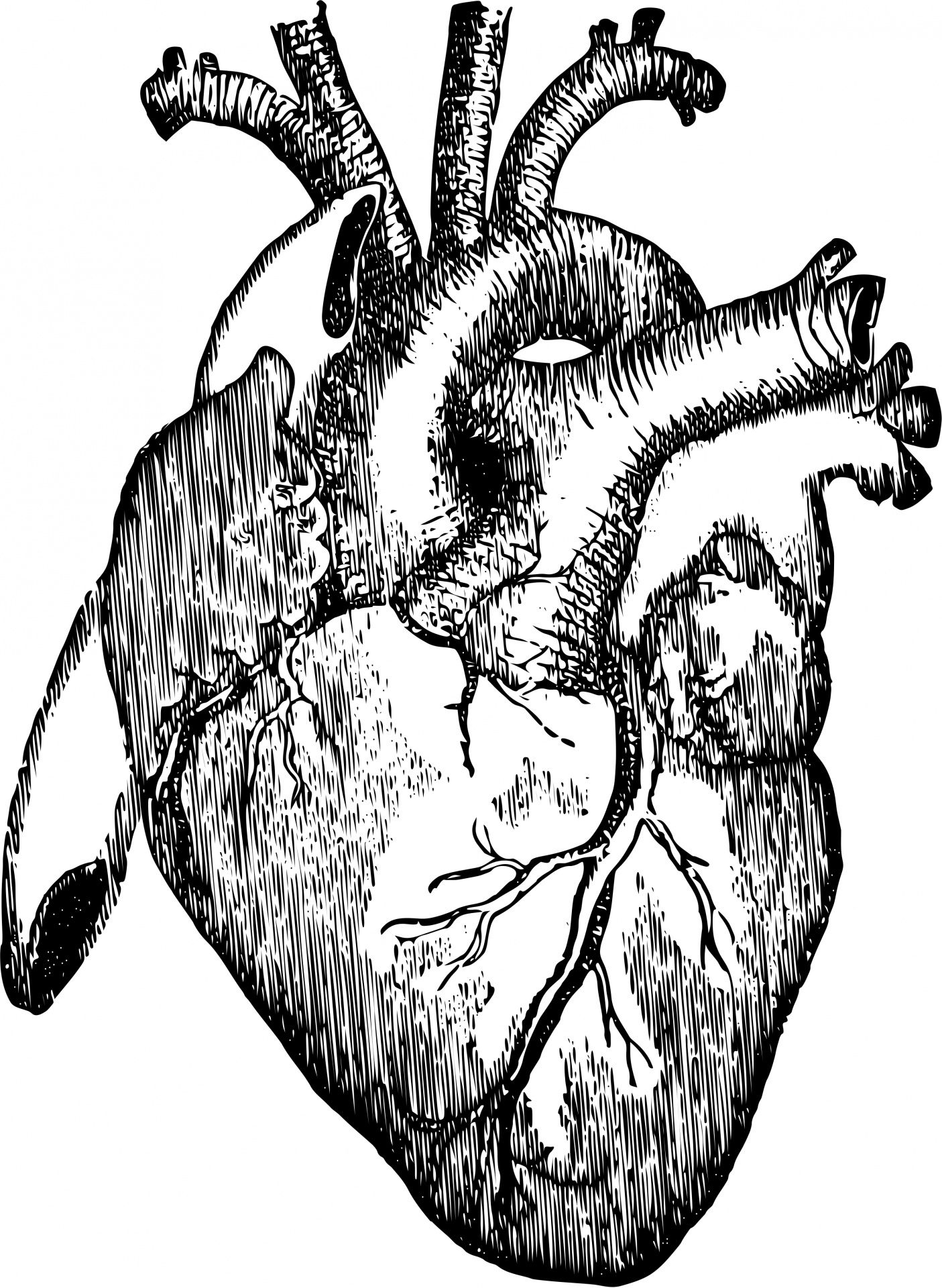 1405x1920 Organs clipart realistic heart.