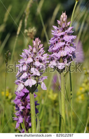 Spotted Orchid Stock Images, Royalty.