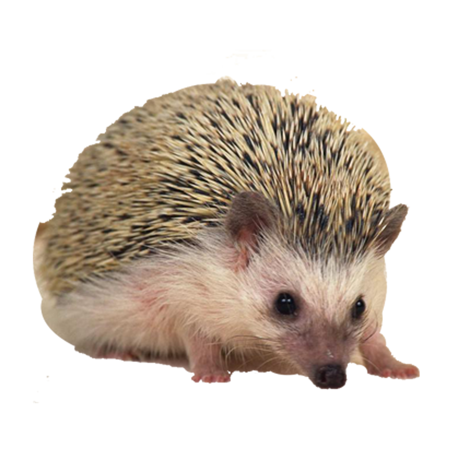 Hedgehog PNG Transparent Images, Pictures, Photos.