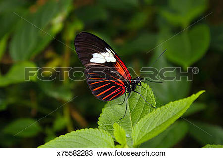 Stock Photo of Postman Butterfly sideview. Heliconius melpomene.