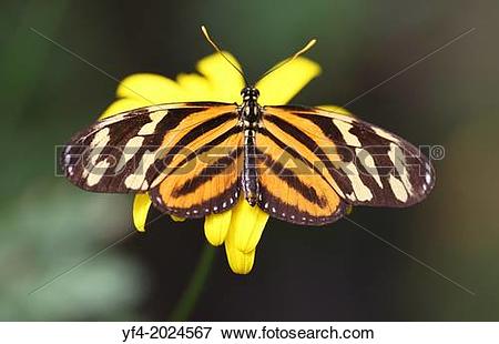 Picture of Tiger Longwing butterfly (Heliconius ismenius) also.